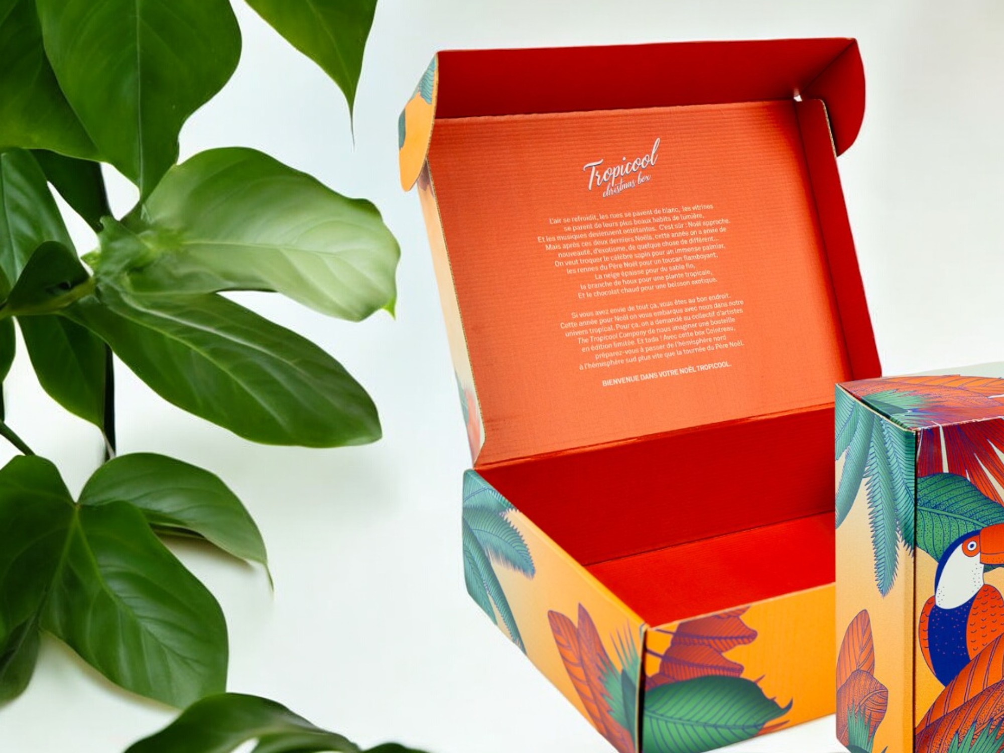 Une boite tropicool de couleur orange et vert avec le dessin d'un perroquet sur des feuilles.