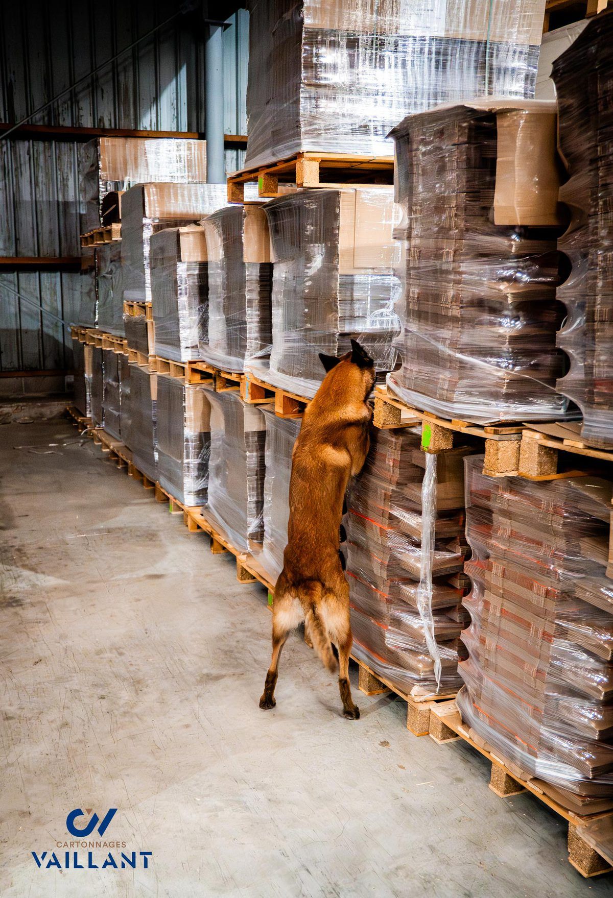 palette d'emballage carton avec la brigade cynophile