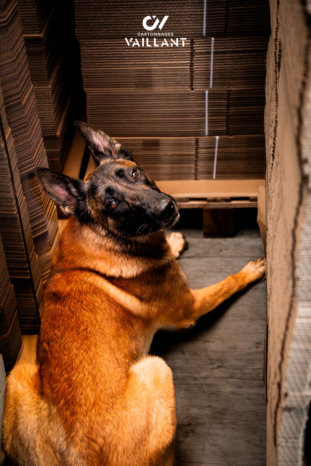 palette d'emballage carton avec la brigade cynophile