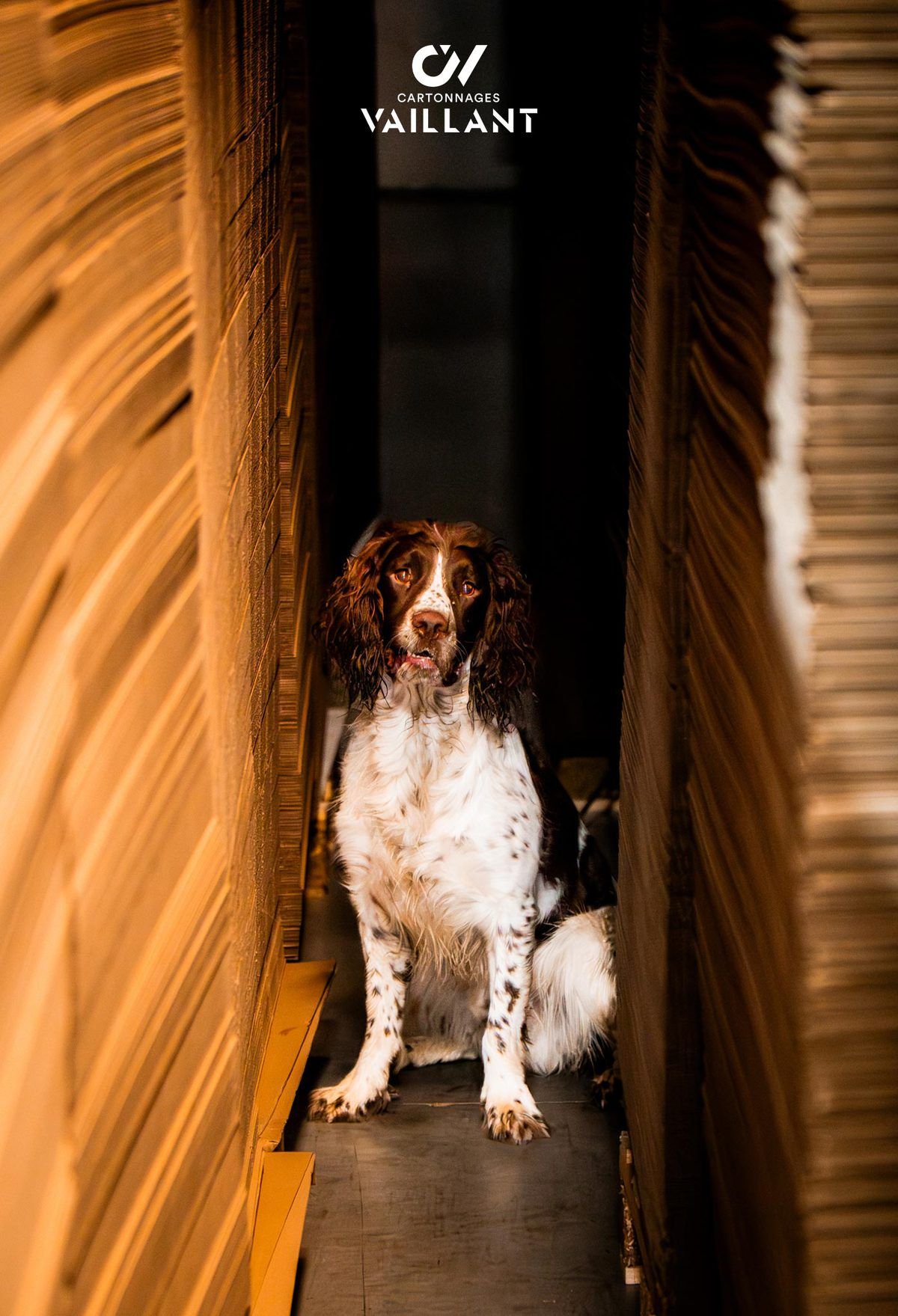 LA BRIGADE CYNOPHILE CHEZ VAILLANT